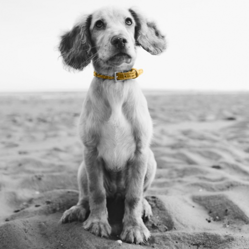 dog sitting on sand at beach